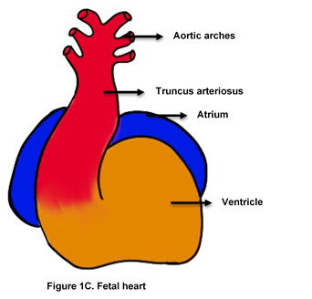 Figure 1C. Fetal Heart